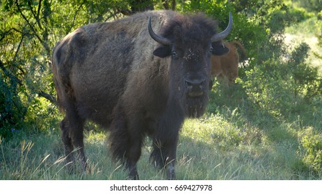 Standing Bison