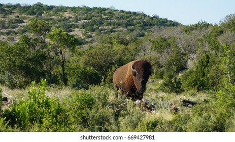 Standing Bison