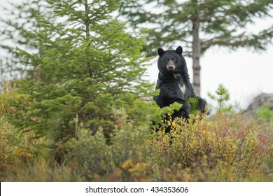 Standing black bear in the forest