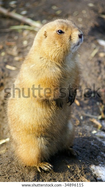 Standing Blacktailed Prairie Dog Odense Zoo Stock Photo Edit Now