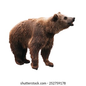 Standing Brown Bear With Opened Mouth On White Background