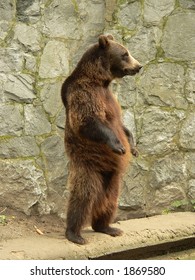 Standing Brown Bear In The Zoo