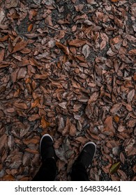 Standing in brown leaf at fall