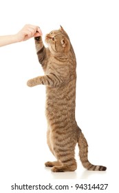 Standing Cat  Eating Food From Hand Isolated On White