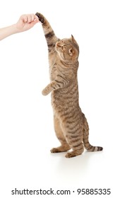 Standing Cat  Eating Food From Hand Isolated On White