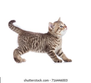 Standing Cat Looking Up Side View Isolated