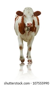 Standing Cow Isolated On White