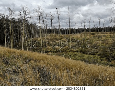 Standing dead trees and fallen trunks create a stark forest landscape, reflecting woodland decline, ecosystem damage and environmental change