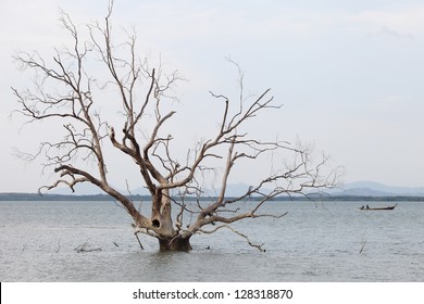 Des arbres morts qui sont morts après l'élévation du niveau de la mer due au réchauffement climatique.