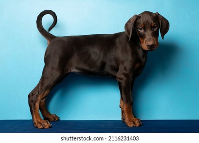 Standing Doberman Puppy On A Blue Background. Puppy Looks At The Camera In A Photo Studio. Place For Your Text. Portrait Of Dog On Blue Background. Pet Studio Shot