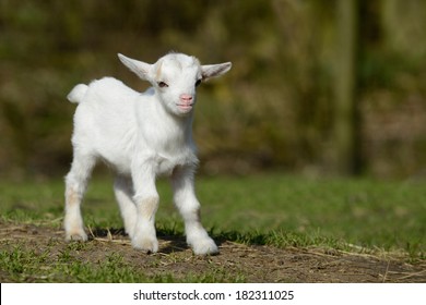 A Standing Goat Kids