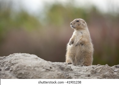  Standing Groundhog