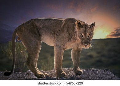 Standing Guard