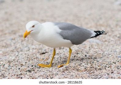 Standing Herring Gull At The Beach