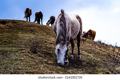 standing horse on top of hill at Poonhill, Nepal.