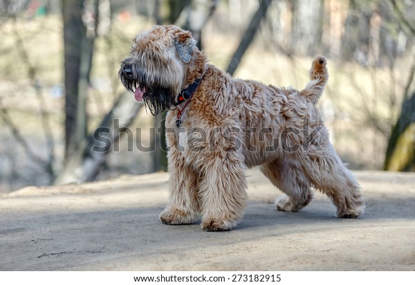 Standing Irish Soft\
Coated wheaten terrier