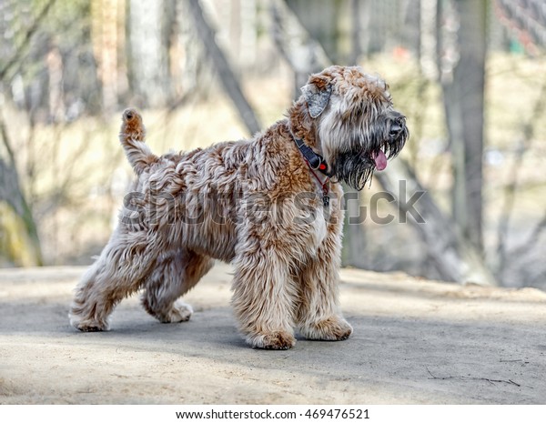 Standing Irish Soft Coated Wheaten Terrier Animals Wildlife