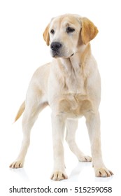 standing labrador retriever dog is looking away from the camera on white background