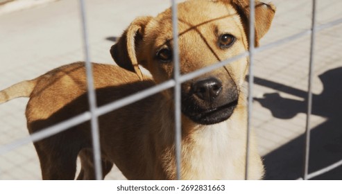 Standing light brown dog peering through wire fence in shelter yard, with person shadow on concrete. Canine, fencing, outdoor, confinement, habitat, protection, shadow