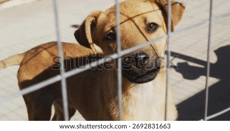 Standing light brown dog peering through wire fence in shelter yard, with person shadow on concrete. Canine, fencing, outdoor, confinement, habitat, protection, shadow