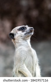 Standing Meerkat upper body with its head tilted back, looking to the sky