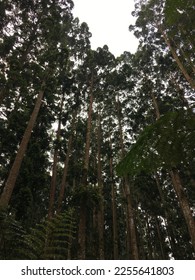 Standing in the middle of a forest with towering trees