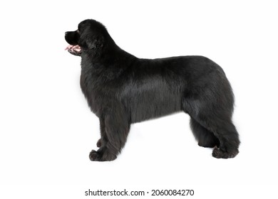 Standing Newfoundland Dog Isolated On White Background 