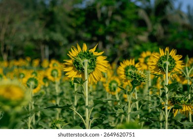 Standing out from the crowd — back view of a single sunflower facing away in a vibrant summer field, symbol of individuality and nature’s charm