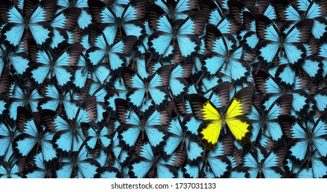 Standing out from the crowd concept. High angle view of a yellow butterfly over many blue ones with copy space