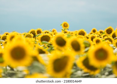 Standing Out From The Crowd Concept. Wonderful Panoramic View Of Field Of Sunflowers By Summertime. One Flower Growing Taller Than The Others.