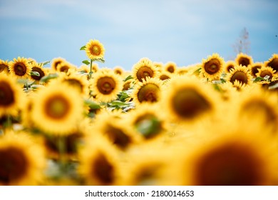 Standing Out From The Crowd Concept. Wonderful Panoramic View Of Field Of Sunflowers By Summertime. One Flower Growing Taller Than The Others.