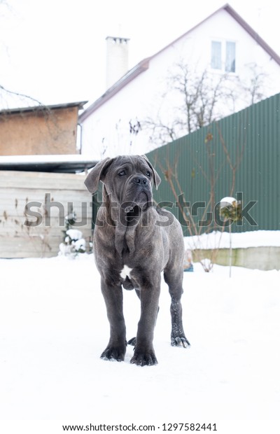 Standing Outdoor Winter Dog Gray Cane Stock Photo Edit Now