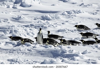 14 Emperor gliding is penguin Images, Stock Photos & Vectors | Shutterstock