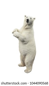 Standing polar bear. Isolated over white background - Shutterstock ID 1044090568