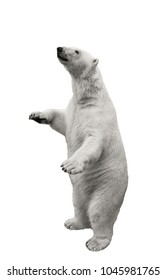 Standing Polar Bear. Isolated Over White Background