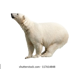 Standing Polar Bear. Isolated Over White Background