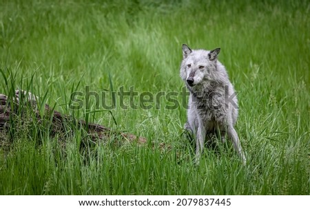 Similar – Wolves in nature Nature