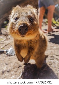 Standing Quokka Rottnest Island, Australia