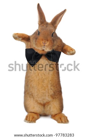 Standing, a rabbit on a white background