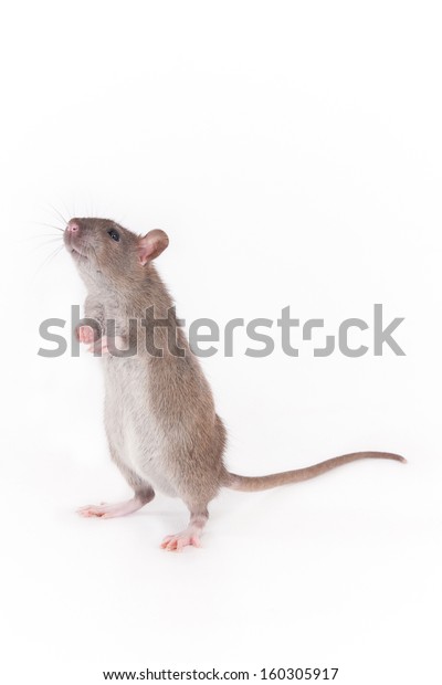 Standing Rat Isolated On White Stock Photo (Edit Now) 160305917