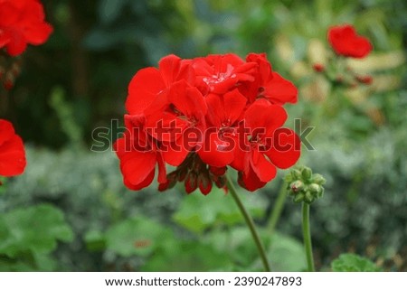 Standing red geraniums bloom in August in a flower box. Pelargonium hortorum, zonal geranium, garden geranium, is a nothospecies of Pelargonium. Berlin, Germany 
