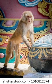 Standing Rhesus Monkey