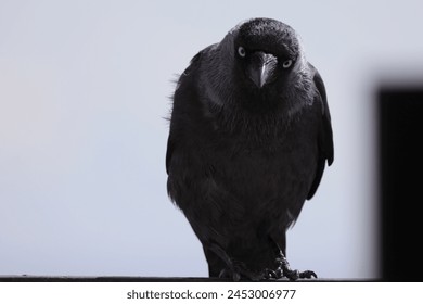 A standing, scary black crow on a light background