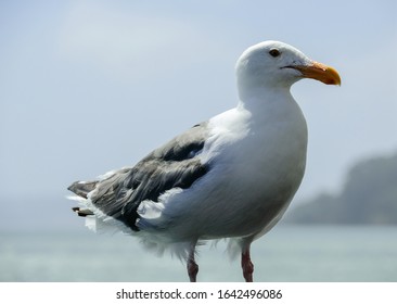 Standing Seagull, Water Drop On Beak