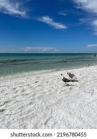 Standing Seagulls On Florida White Sand Beach With Gulf Of Mexico Views