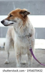 Standing Thai Dog With Full Choke Chain Collar In Outdoor .The Fur Dog Blown In The Wind.