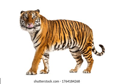 454 Crossbreed tiger Images, Stock Photos & Vectors | Shutterstock