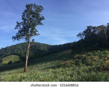 A standing tree