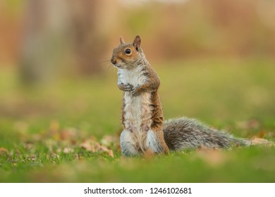 Standing Western Grey Squirrel Scratching On Her Body, Sciurus Griseus