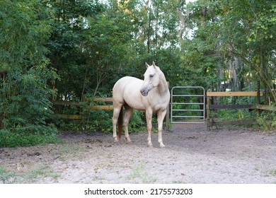 Standing White Appaloosa Horse In An Open Pasture.